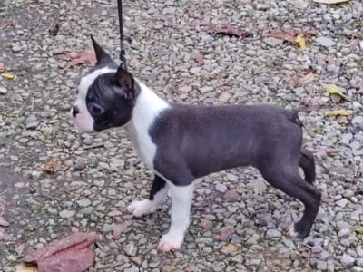 Les chiots de Boston Terrier