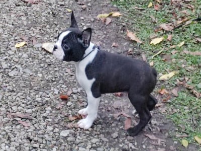 Les chiots de Boston Terrier