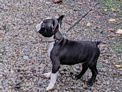 Les chiots de Boston Terrier