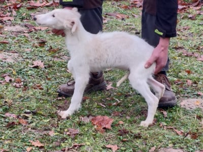 Les chiots de Barzoi