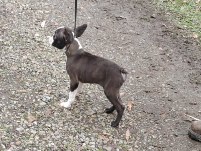 Les chiots de Boston Terrier