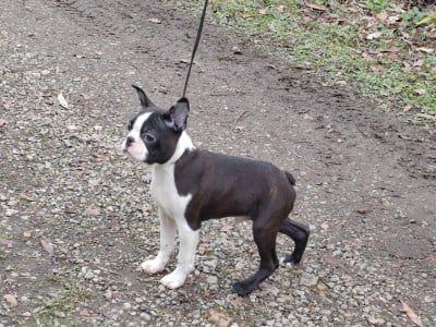 Les chiots de Boston Terrier