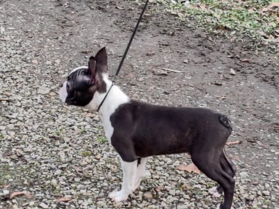 Les chiots de Boston Terrier