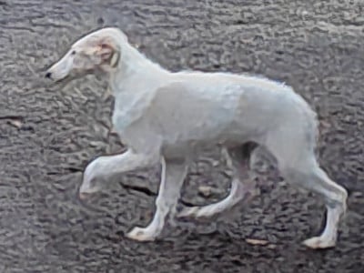 Les chiots de Barzoi