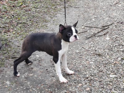 Les chiots de Boston Terrier