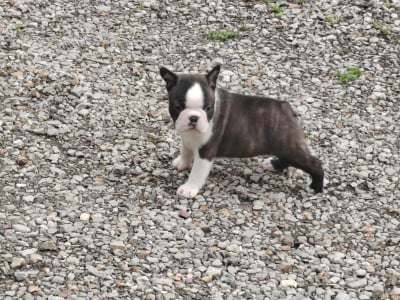Big mac - Boston Terrier
