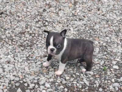 Burger King - Boston Terrier