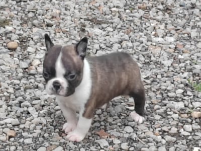 Boston Terrier
