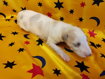 Les chiots de Barzoi