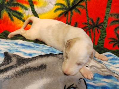 Les chiots de Barzoi