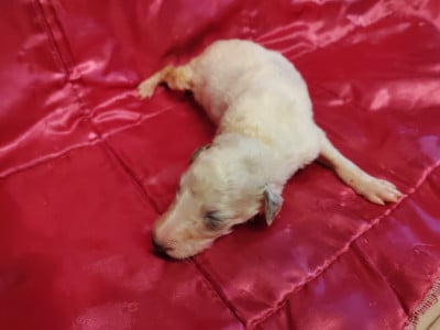 Les chiots de Barzoi