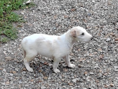 Les chiots de Barzoi