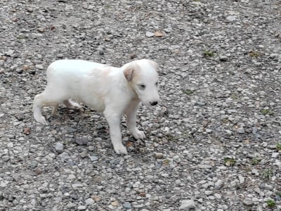 Les chiots de Barzoi