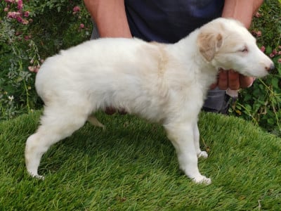 Les chiots de Barzoi