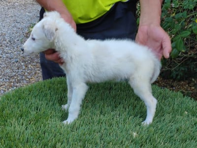 Les chiots de Barzoi