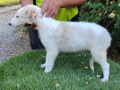 Les chiots de Barzoi