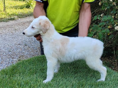 Les chiots de Barzoi