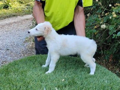Les chiots de Barzoi