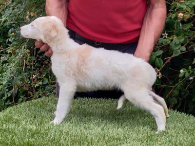 Les chiots de Barzoi