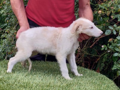 Les chiots de Barzoi
