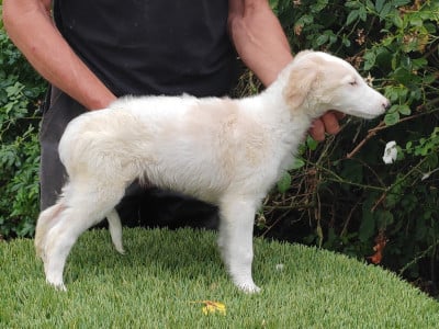 Les chiots de Barzoi