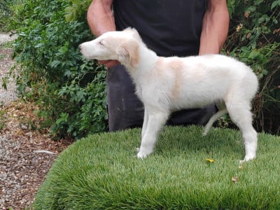 Les chiots de Barzoi