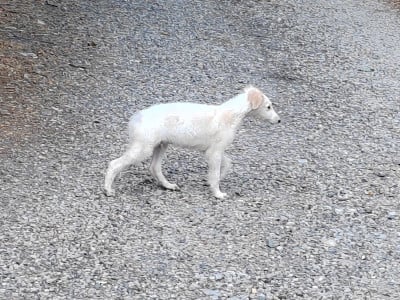 Les chiots de Barzoi