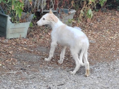 Les chiots de Barzoi