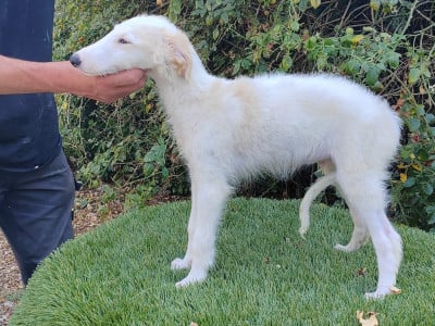 Les chiots de Barzoi