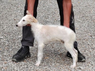 Les chiots de Barzoi
