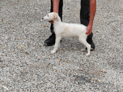 Les chiots de Barzoi