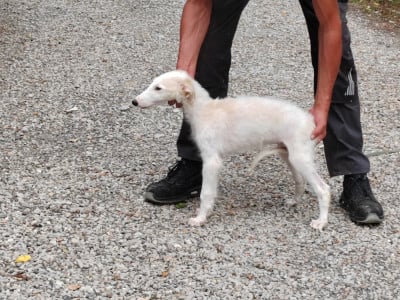 Les chiots de Barzoi