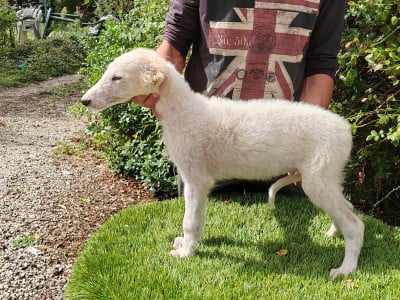 Les chiots de Barzoi