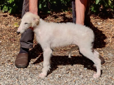 Les chiots de Barzoi