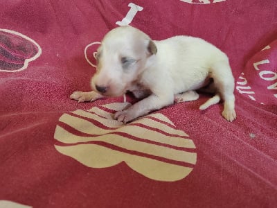 Les chiots de Barzoi