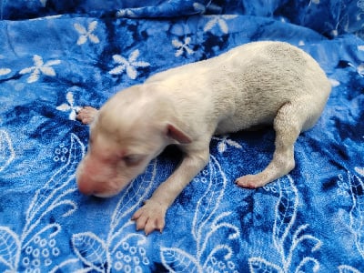 Les chiots de Barzoi