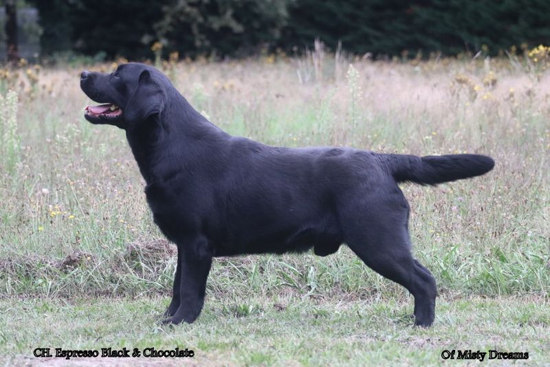 Publication : of misty dreams Auteur : Phil