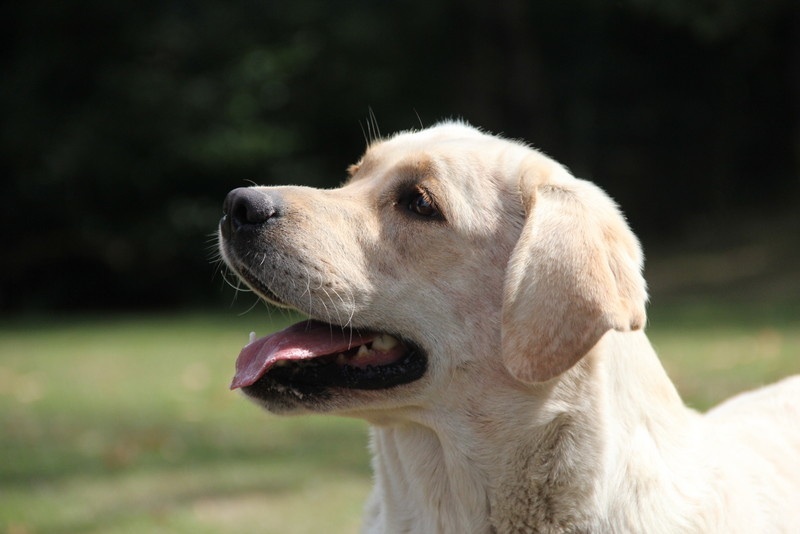 Publication : of misty dreams