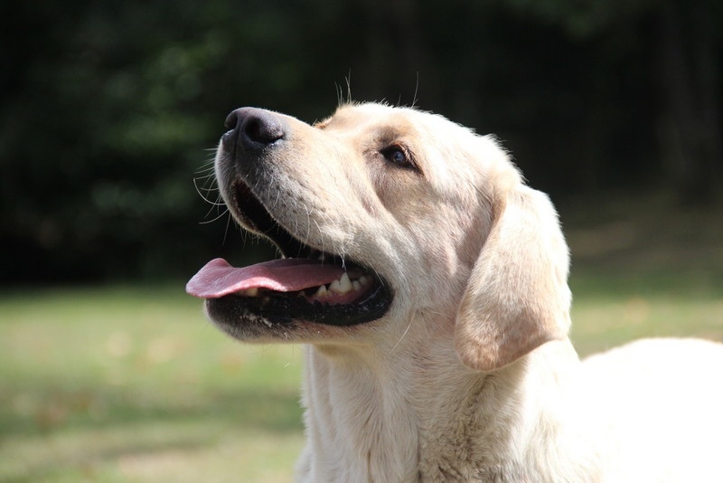 Publication : of misty dreams