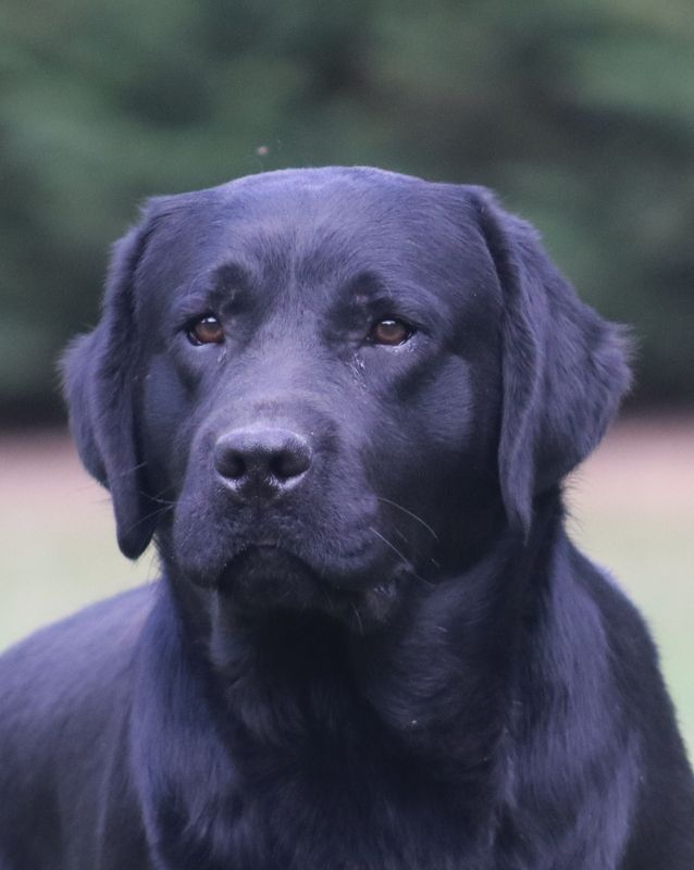 Publication : of misty dreams Auteur : Phil