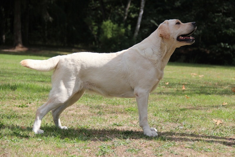 Publication : of misty dreams