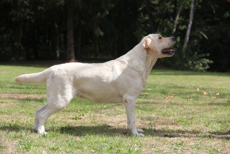 Publication : of misty dreams