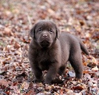 of misty dreams - Labrador Retriever - Portée née le 11/11/2018