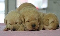 of misty dreams - Labrador Retriever - Portée née le 07/01/2019