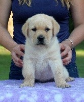 of misty dreams - Labrador Retriever - Portée née le 26/06/2018
