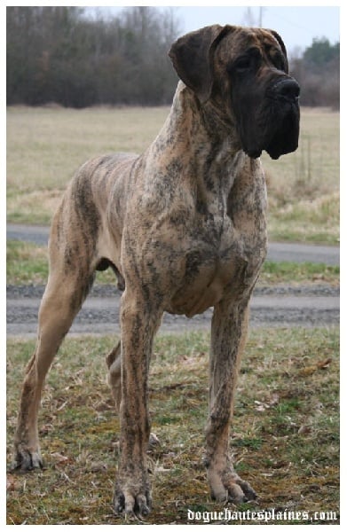 CH. Gilmour du Domaine des Hautes Plaines - Jeune Champion de Luxembourg - BOB - Meilleur Mâle