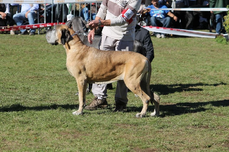 CH. Carmen du Domaine des Hautes Plaines - 1ére Excellent + Meilleur vétéran femelle
