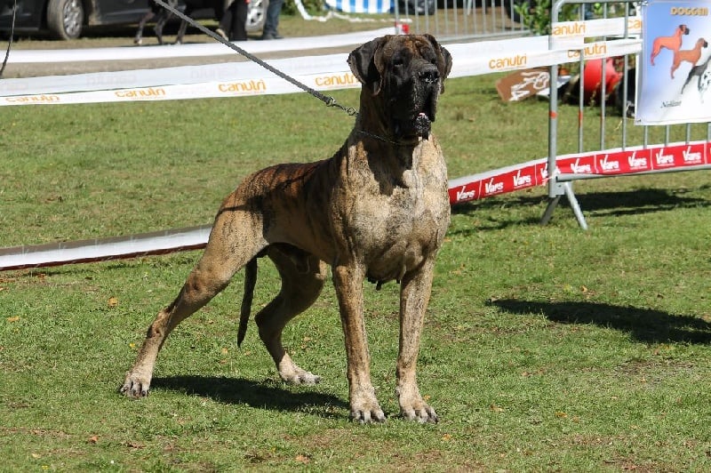 CH. Gilmour du Domaine des Hautes Plaines - 2éme Excellent + Ring d'honneur - RCACS - Champion de France