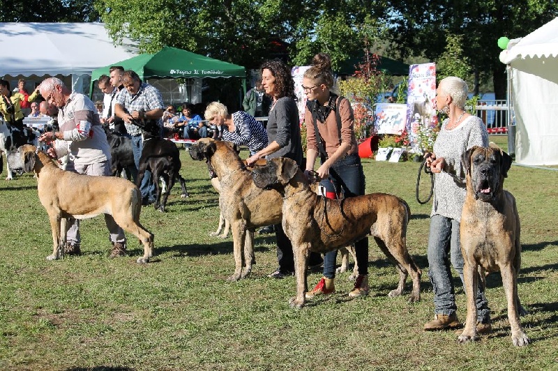 CH. Carmen du Domaine des Hautes Plaines - Meilleur lot reproducteur fauves bringés