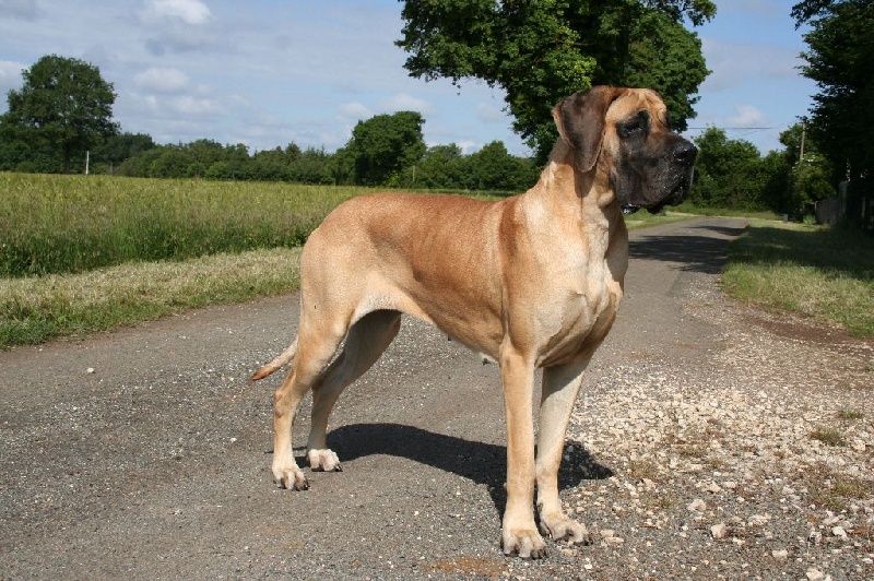 CH. Ibee du Domaine des Hautes Plaines - 1ére Excellent + Ring d'honneuur